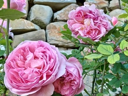 Visite des amis d'Alton