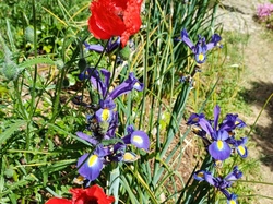 Visite des amis d'Alton