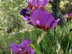 Visite des amis d'Alton